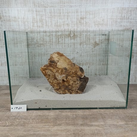 BIG木化石　NO.1960（W約22cm/H約15cm)(45cm水槽）