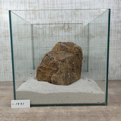 BIG木化石　NO.1971（W約22cm/H約11cm)(30cm水槽）