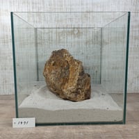 BIG木化石　NO.1971（W約22cm/H約11cm)(30cm水槽）