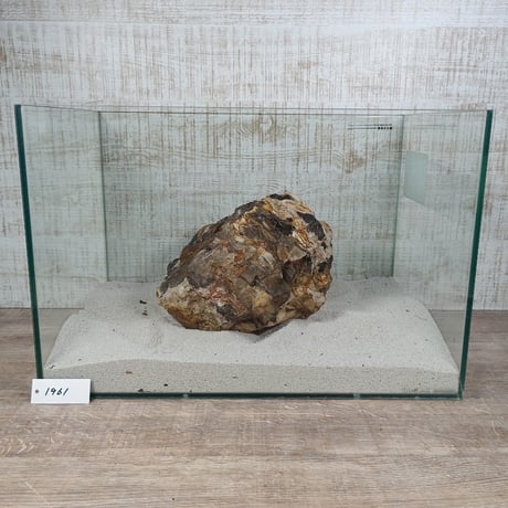 BIG木化石　NO.1961（W約21cm/H約15cm)(45cm水槽）