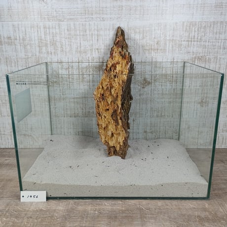 BIG気孔石　１点もの　No.1956（W約41cm)(45cm水槽）
