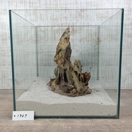 希少気孔石山（美型） 一点物の水槽オブジェ No. 1967  (30cm水槽)(W約20cm/H約25cm)