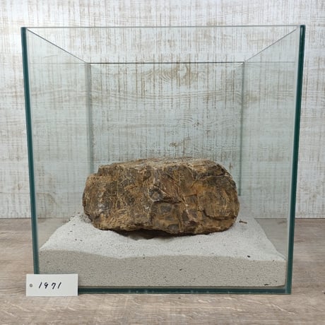 BIG木化石　NO.1971（W約22cm/H約11cm)(30cm水槽）