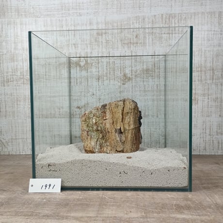 BIG木化石　NO.1991（W約13cm/H約13cm)(30cm水槽）