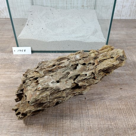 BIG気孔石　１点もの　No.1958（W約31cm)(30cm水槽）
