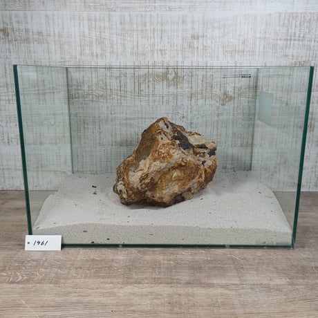 BIG木化石　NO.1961（W約21cm/H約15cm)(45cm水槽）