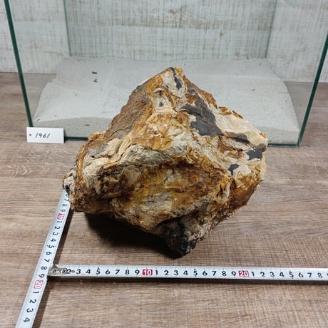 BIG木化石　NO.1961（W約21cm/H約15cm)(45cm水槽）