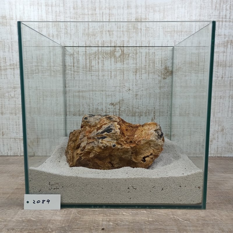 超希少　コケ付 木化石 BIG木化石 NO.2089（W約21/約H18cm/約3.9kg)(30cm水槽） | 流木