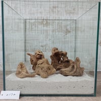 マングローブ系流木 5点セット ★現物撮影 No.2172(W約13-10-10-9-9㎝）  ★個性際立つオブジェ、インテリアにも★