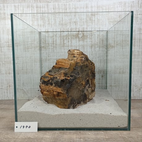 BIG木化石　NO.1970（W約16cm/H約9cm)(30cm水槽）