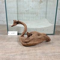 マングローブ系流木  Sサイズ　オンリーワン ★現物撮影  1点　No.2141(W約21㎝）