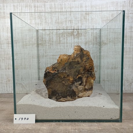 BIG木化石　NO.1970（W約16cm/H約9cm)(30cm水槽）