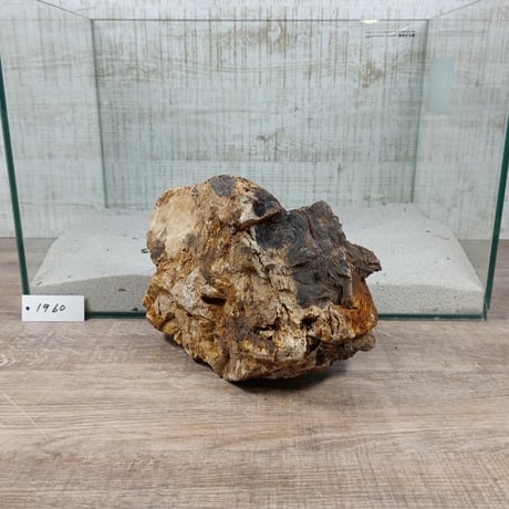 BIG木化石　NO.1960（W約22cm/H約15cm)(45cm水槽）