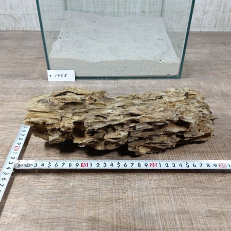 BIG気孔石　１点もの　No.1958（W約31cm)(30cm水槽）