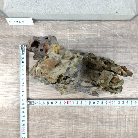 希少気孔石山（美型） 一点物の水槽オブジェ No. 1967  (30cm水槽)(W約20cm/H約25cm)