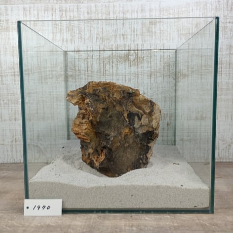 BIG木化石　NO.1970（W約16cm/H約9cm)(30cm水槽）