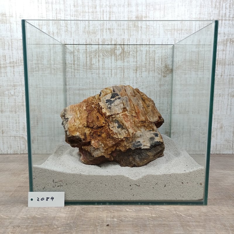 超希少　コケ付 木化石 BIG木化石 NO.2089（W約21/約H18cm/約3.9kg)(30cm水槽） | 流木