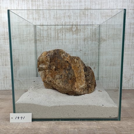 BIG木化石　NO.1971（W約22cm/H約11cm)(30cm水槽）