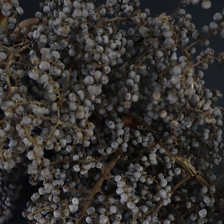 Seed of Syuro Ｃ