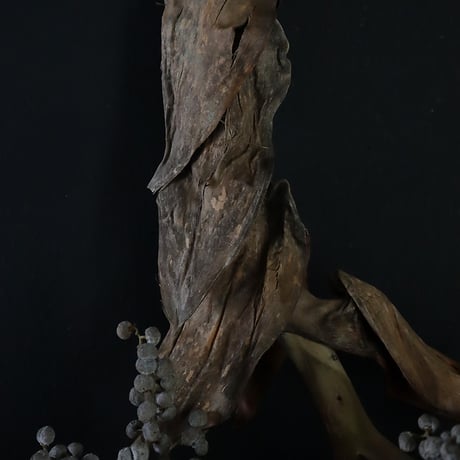 Seed of Syuro Ｂ