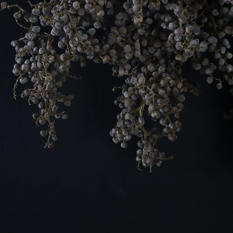 Seed of Syuro Ｂ