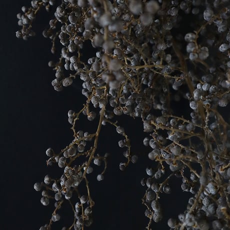 Seed of Syuro A