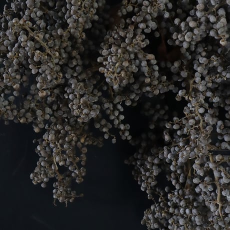 Seed of Syuro Ｂ