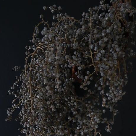 Seed of Syuro A