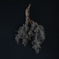 Seed of Syuro Ｂ