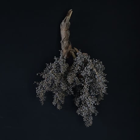 Seed of Syuro Ｂ