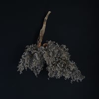Seed of Syuro Ｃ