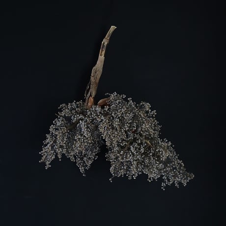 Seed of Syuro Ｃ