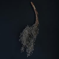 Seed of Syuro A