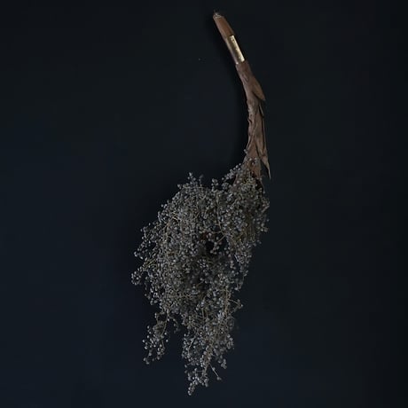 Seed of Syuro A