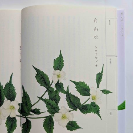 『野山花花図譜』（梨木香歩文・波多野光絵）＊Wサイン入り