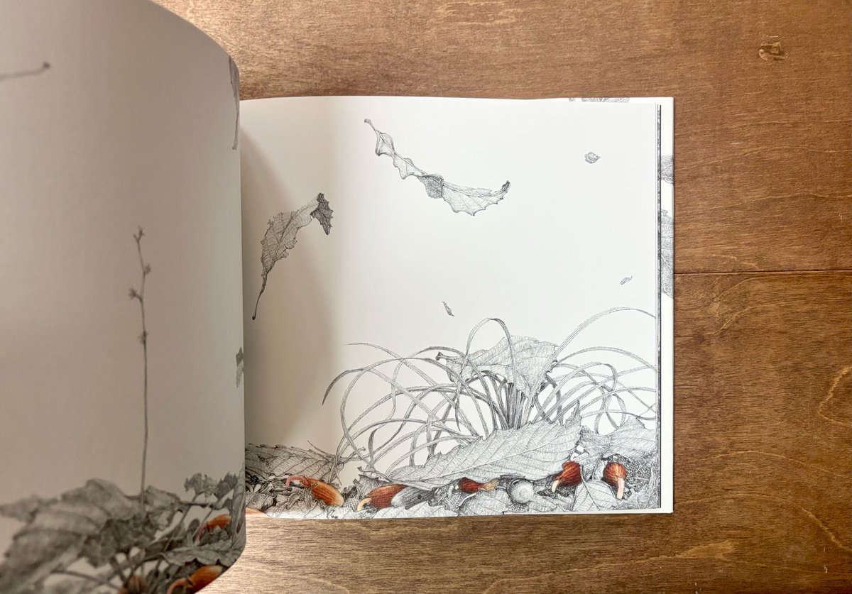 どんぐり | よもぎBOOKS