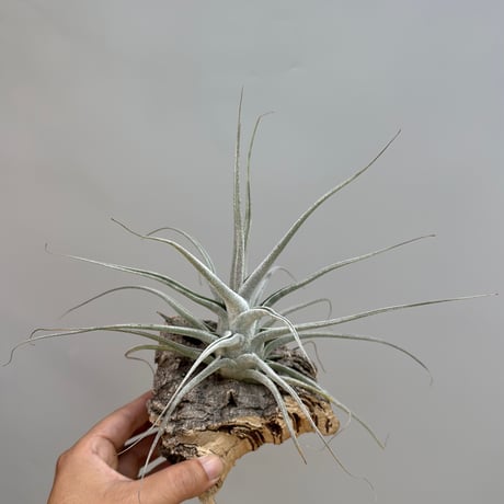 Tillandsia ehlersiana  （Koehres）