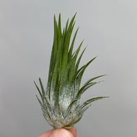 Tillandsia ionantha ‘Differente’