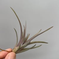 Tillandsia rosacea (Ex. Lieselotte Hromadnik)