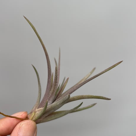 Tillandsia rosacea (Ex. Lieselotte Hromadnik)