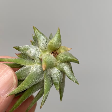 Tillandsia ionantha ‘Succulent Form’