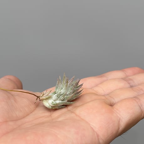 Tillandsia ionantha var.vanhyningii Minor