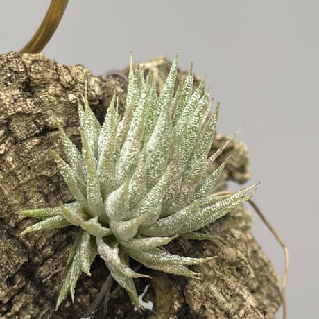 Tillandsia vanhyningii × Nizanda