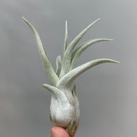 Tillandsia ’Rex' × 'Bea Correale'
