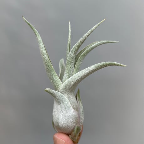 Tillandsia ’Rex' × 'Bea Correale'