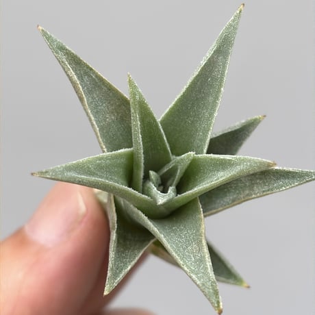 Tillandsia edithae var. araucariifolia