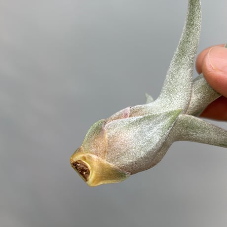 Tillandsia ’Rex' × 'Bea Correale'