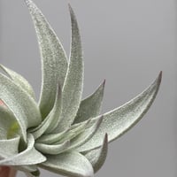 Tillandsia gardneri v. rupicola 'Lavender Petal' Best Clone