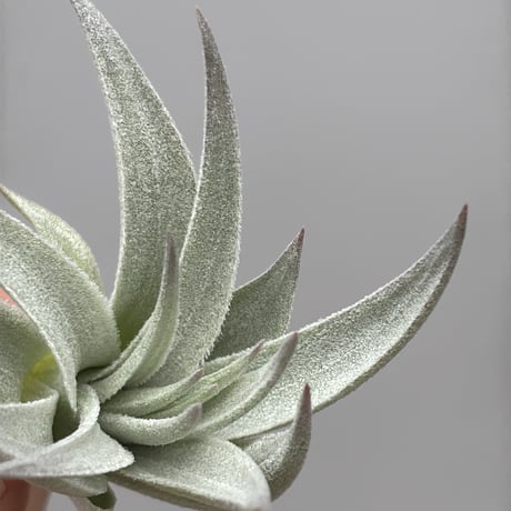 Tillandsia gardneri v. rupicola 'Lavender Petal' Best Clone