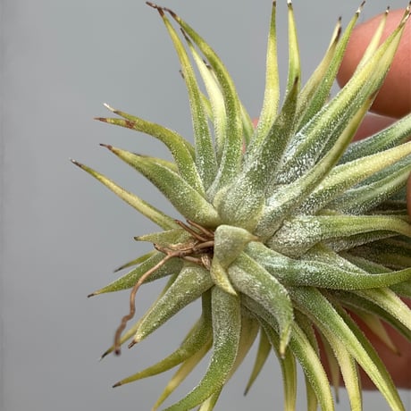 T.ionantha 'Albo-Marginata'